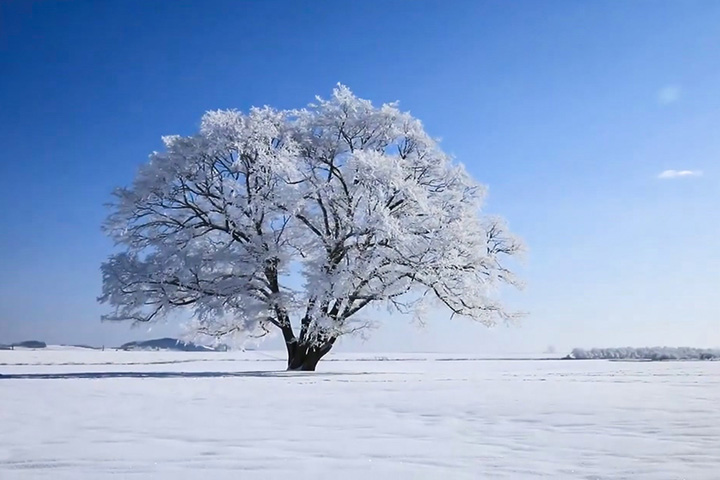 雪中樹