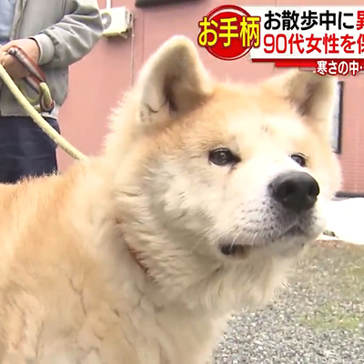 社會 12歲秋田犬寒冷街頭勇救婆婆成3年來首隻獲警察表揚的狗 片 劍心 回憶