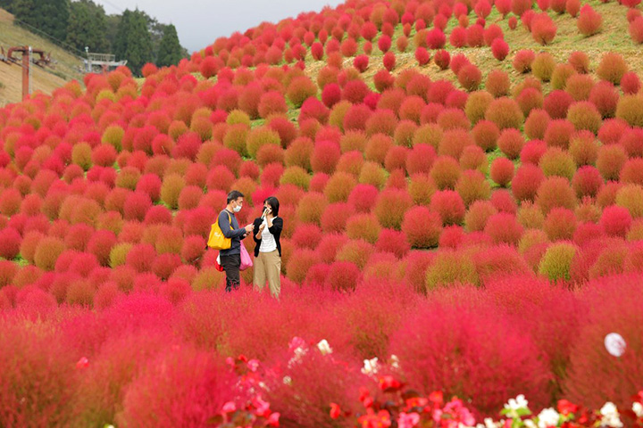 景點 京都近郊琵琶湖箱館山掃帚草變火紅 6000紅色圓球佈滿山坡 片 劍心 回憶
